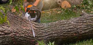 How Our Tree Care Process Works  in Dayton, TN